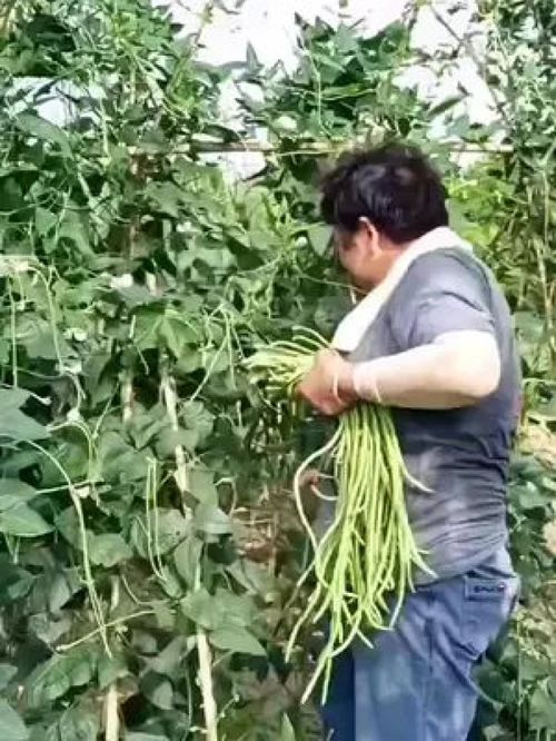 老農的豆角與水產 記錄真實的鄉(xiāng)村生活，傳遞正能量