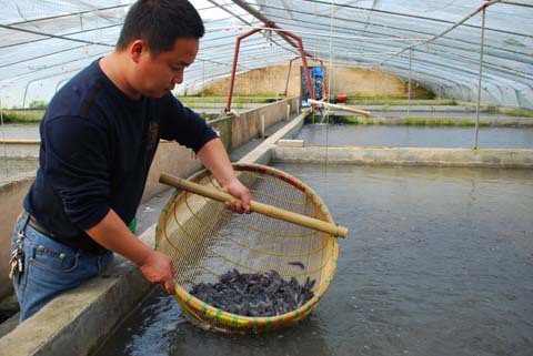 專業(yè)水產養(yǎng)殖場大量供應優(yōu)質金絲鯰魚苗與有機鯰魚苗批發(fā)