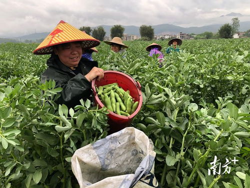 廣東始興 多措并舉穩(wěn)供保產(chǎn)，筑牢省級(jí)“菜籃子”基地縣根基