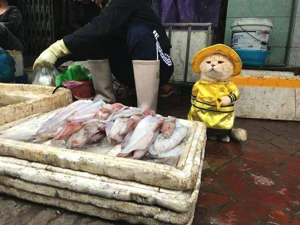 侑開始了什么梗